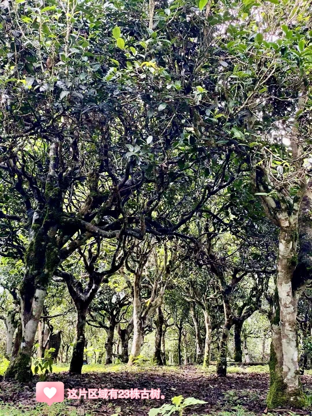 联席村-团山寨-平坦塘-古树23株.jpg