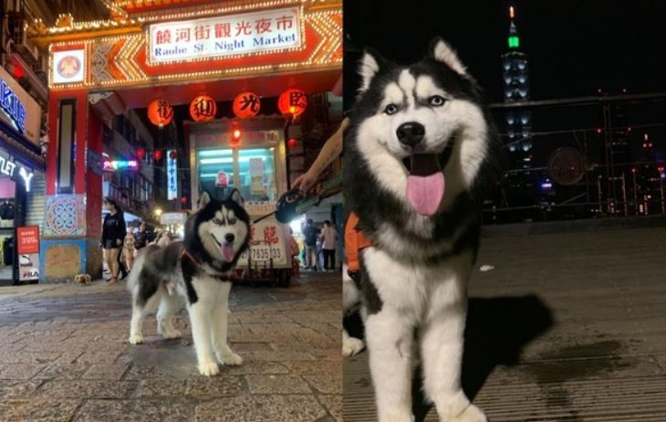 阿哈出去玩笑得好开心。