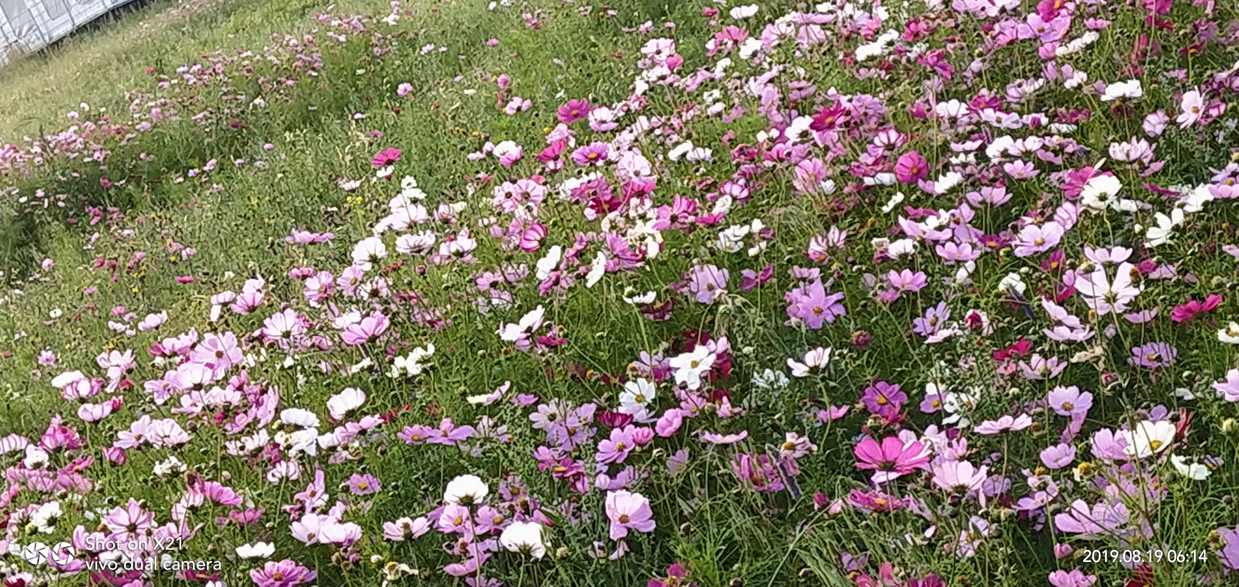 IMG_20190819_061435.jpg