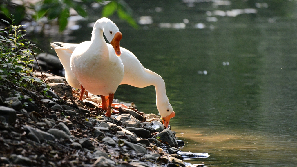 DSC_6505_副本.jpg