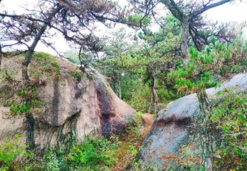 在山顶上的岩石缝隙里生长着苍翠的松树