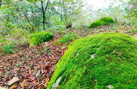 附着着青苔的岩石象绿宝石一样散落在山间