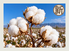 石河子分队
