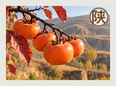 渭北分队