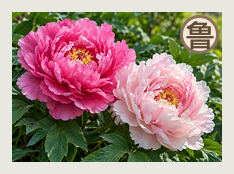菏泽分队