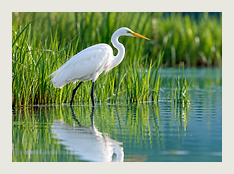 风光生态
