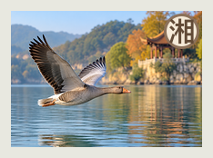 衡阳分队